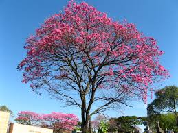 Árvore do ipê-roxo