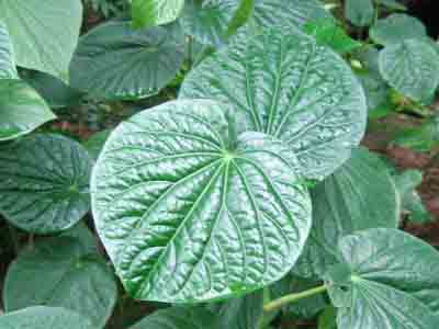 Kava kava: será que essa planta pode tratar a ansiedade?