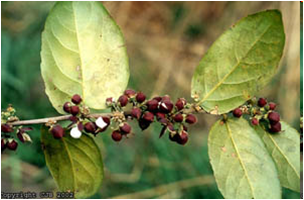 Erva de Bugre ou Guaçatonga