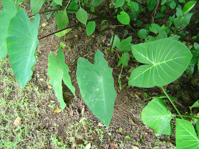 Nesta foto pode-se perceber a diferença entre a taioba comestível, de cor mais clara e com talos verdes, e a taioba não comestível, de talo roxo