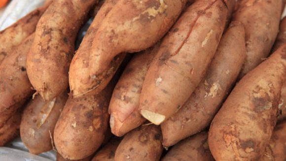 A batata yacon é poderosa para evitar e controlar a diabetes