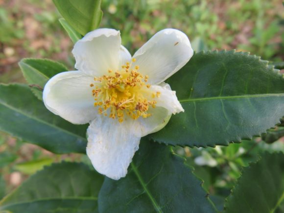 A camellia sinensis é matéria-prima para diversos tipos de chás