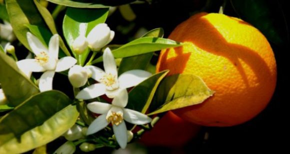 A flor de laranjeira ameniza os sintomas da ansiedade.