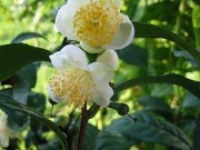 Camellia Sinensis – Propriedades Medicinais