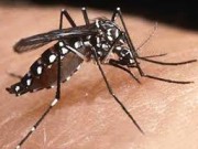 Inseticida Natural de Cravo-da-Índia Contra Dengue