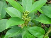 Gymnema sylvestre: Para que serve a planta